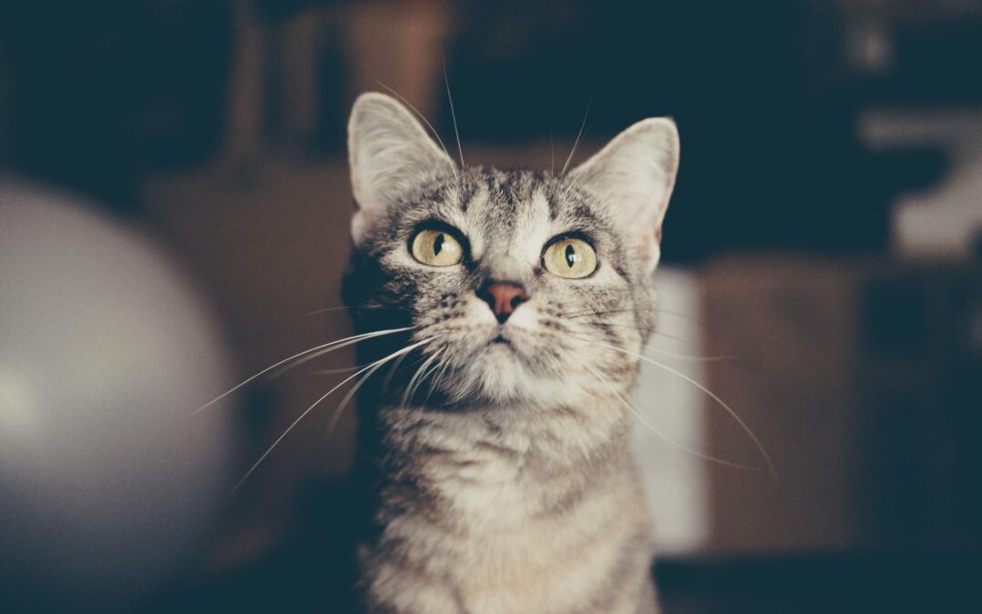 Your cat may not be able to speak, but they’re always telling you something—with their behavior, energy levels, and habits. The trouble is, cats are naturally excellent at hiding signs of illness. So how can you tell if something’s wrong? A regular checkup might seem simple, but it plays a big role in your cat’s long-term health. Whether your cat is a playful kitten, a content adult, or a wise senior, consistent preventive care from a trusted veterinary clinic makes a real difference. Hidden Problems Cats Can’t Tell You About Cats are stoic by nature. In the wild, showing weakness could make them a target. That instinct hasn’t gone away—even in our cozy homes. Many cat owners are surprised when their seemingly “normal” cat is diagnosed with a condition that’s been developing quietly behind the scenes. Here are a few common issues that can go unnoticed without regular veterinary care: Dental disease – More than half of cats over age 3 have some form of dental disease. Bad breath, gum inflammation, and tooth pain can cause long-term issues if left untreated. Chronic kidney disease – This is especially common in senior cats and can progress slowly. Early signs like increased thirst or weight loss are often missed. Arthritis and joint pain – Movement may become uncomfortable as cats age due to these conditions. Hyperthyroidism – A common issue in cats over 10, this condition speeds up metabolism and causes weight loss despite a strong appetite. Diabetes – Overweight cats are particularly at risk, but diabetes can be managed effectively when caught early.. Our veterinary team knows what to look for. With routine wellness exams, our clinic can often detect these conditions early and start treatment before your cat’s health declines. Preventive Care The goal: Fewer sick days, more sunny naps and head boops Routine cat health checkups give our veterinarian a chance to monitor subtle changes in weight, appetite, and behavior over time. And when your cat visits us consistently, our veterinary clinic builds a strong health history, which leads to informed decisions and more personalized care. Here’s how feline preventive care during regular exams helps your cat stay healthy: Vaccinations protect against serious diseases like feline leukemia, rabies, and panleukopenia Parasite prevention protects from fleas, ticks, ear mites, and intestinal worms Blood and urine tests help detect kidney disease, thyroid issues, infections, and diabetes Dental checks catch signs of gingivitis, tooth resorption, and oral pain Weight and diet assessments help prevent obesity and related conditions Our clinic’s veterinary team can help develop the best health plan for your cat’s age and lifestyle—whether they’re an active outdoor explorer or a cozy indoor companion. Better Health Can Mean A Better Quality of Life When your cat feels well, they act well. They play more, eat better, snuggle closer, and enjoy their environment with curiosity and comfort. Cats dealing with untreated pain or illness often withdraw from interaction. They may become grumpy, sleep more, or avoid hopping up to their favorite windowsill. Many owners chalk this up to “just getting older,” but it’s often a sign something’s wrong. With the support of your veterinary clinic, even chronic conditions can be managed to keep your cat comfortable and engaged. The right care plan—guided by regular vet visits—can help your cat stay active, happy, and pain-free. Peace of Mind for You, Too Knowing your cat is truly healthy removes so much uncertainty. No more guessing if that weight loss is normal. No more wondering if the odd litter box behavior is just a fluke. Regular veterinary visits give you: Confidence in your cat’s current health Early warning signs before problems get serious A trusted relationship with your veterinary team Fewer emergency visits—and lower costs over time Our veterinary clinic is here not just for illnesses, but to be a long-term partner in your cat’s well-being. Support Beyond the Exam Room The benefits of regular vet visits go far beyond the exam table. You gain a team of professionals who can help guide you through every stage of your cat’s life—from choosing the right food to managing chronic illness or behavior issues. Have questions about diet, supplements, or monthly flea control? That’s part of routine care, too. We also offer support between visits. You can shop from our pharmacy for trusted parasite preventatives, joint supplements, kidney health support, and prescription medications—all recommended by your vet and shipped to your door. A Simple Habit That Makes a Big Difference One wellness exam a year (or every six months for seniors) might not seem like much, but it has a major impact. For cats, early detection can mean the difference between simple management and long-term damage. For you, it means more joyful years with your beloved companion. So don’t wait for a problem to appear. Make an appointment with us today and keep your cat’s health on track. Whether they’re pouncing on toys or curled in your lap, your cat deserves to feel their best every day.