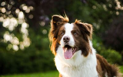 April Pet Health Tips: Prevent Heartworms and Lyme Disease Early